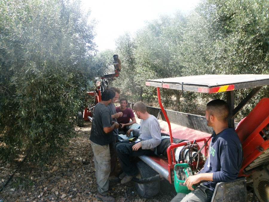 מסיק זיתים במטע שלנו