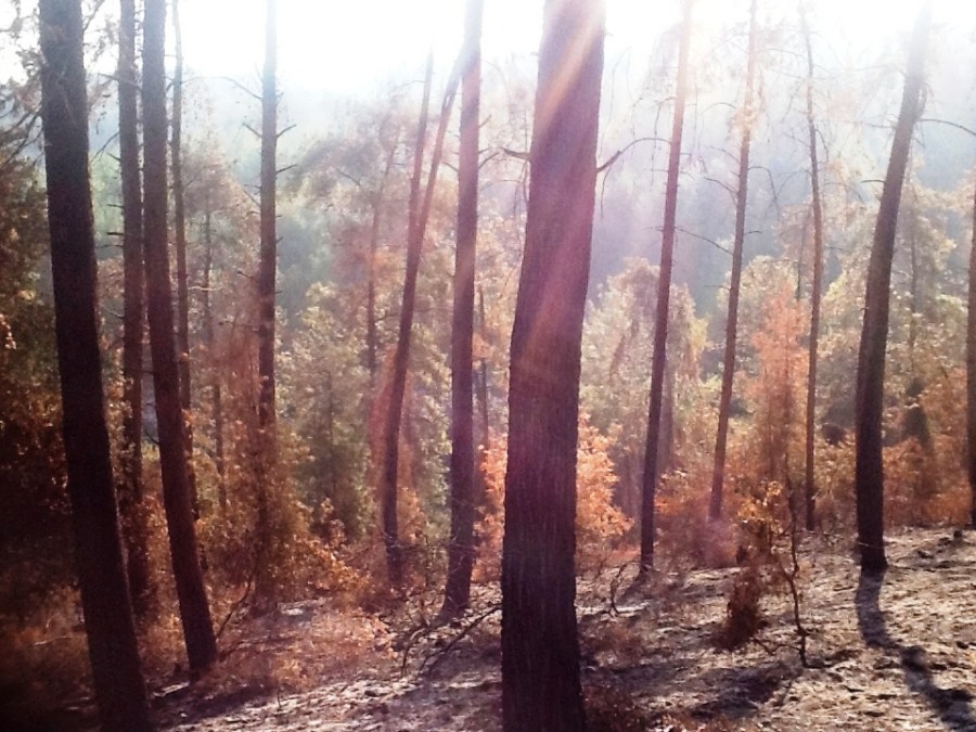 שריפה באזור בית ראס (יער הקיבוצים)
