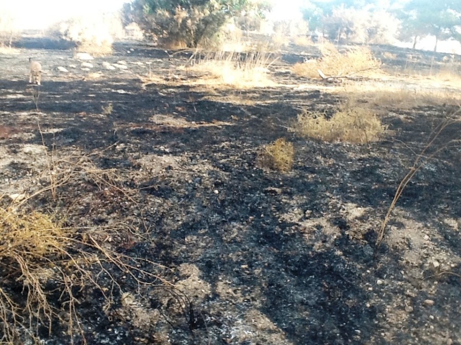 שריפה באזור בית ראס (יער הקיבוצים)