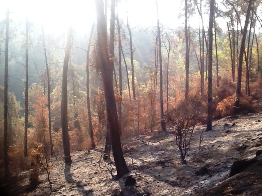 שריפה באזור בית ראס (יער הקיבוצים)
