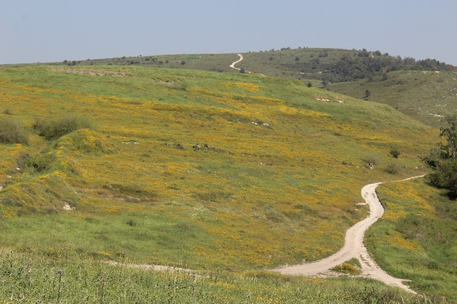 פריחות בחורף 2018