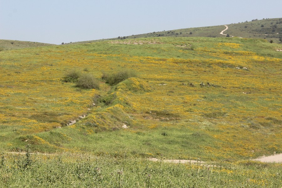 פריחות בחורף 2018