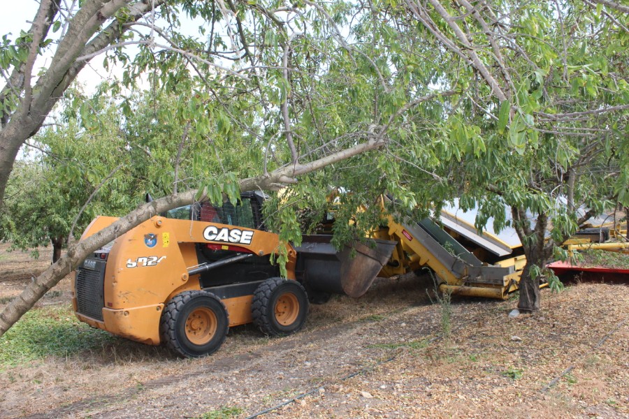 קטיף השקדים