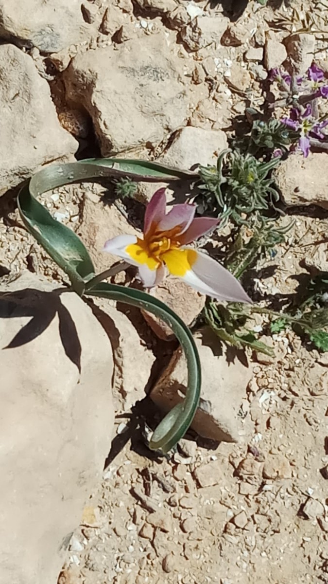 טיול ותיקים לבארות לוץ בדרום מרץ 2019