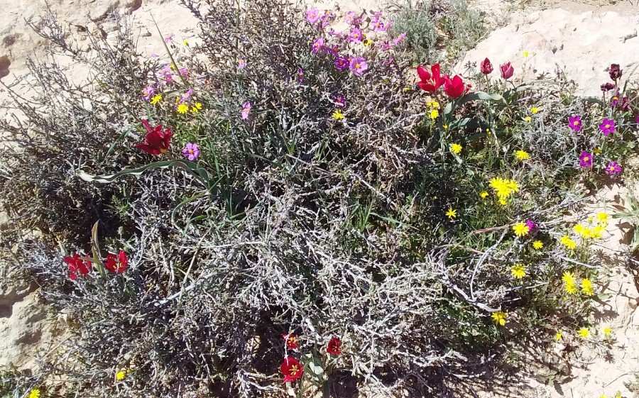 טיול ותיקים לבארות לוץ בדרום מרץ 2019