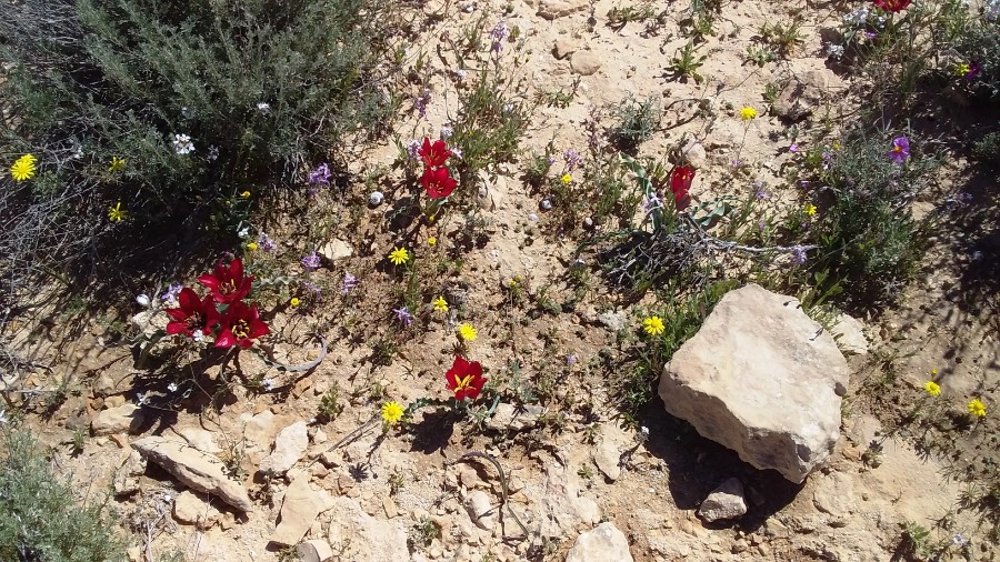 טיול ותיקים לבארות לוץ בדרום מרץ 2019