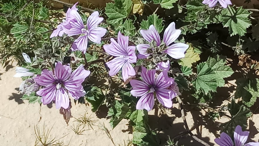 טיול ותיקים לבארות לוץ בדרום מרץ 2019