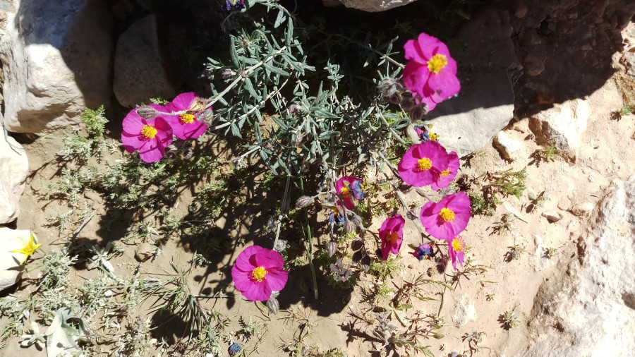 טיול ותיקים לבארות לוץ בדרום מרץ 2019