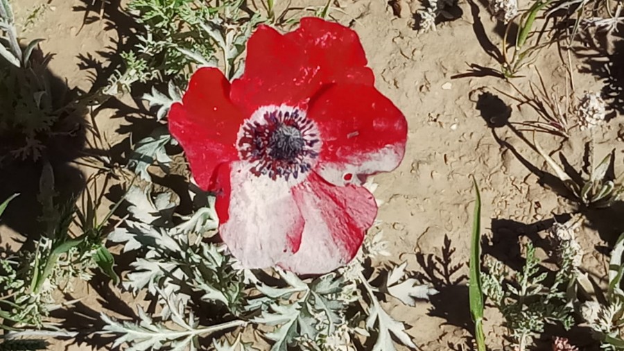 טיול ותיקים לבארות לוץ בדרום מרץ 2019