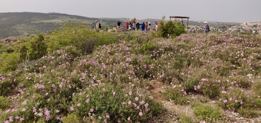 טיול ותיקים למבואות ירושלים 30.4.19