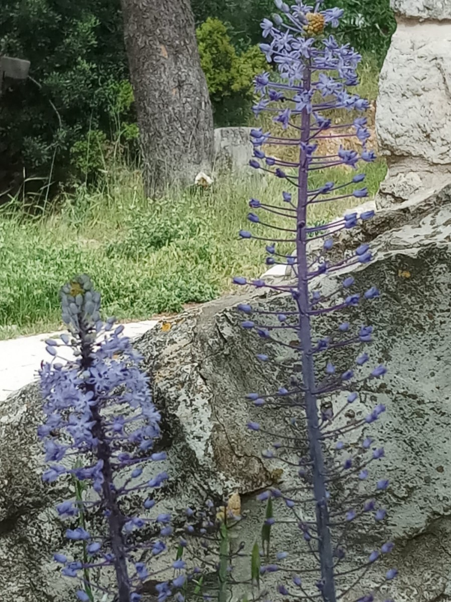 טיול ותיקים למבואות ירושלים 30.4.19