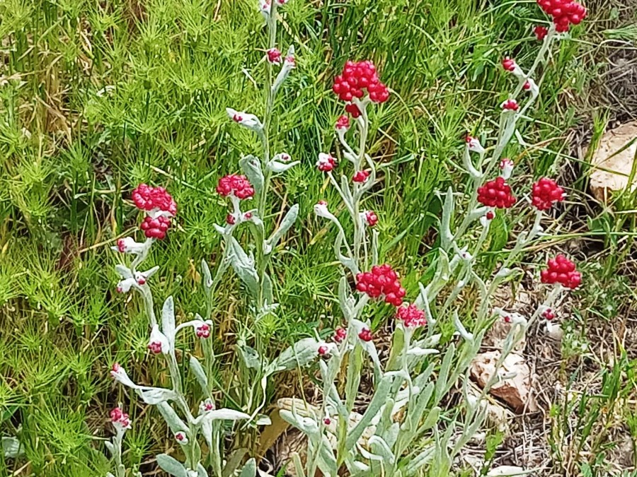 טיול ותיקים למבואות ירושלים 30.4.19