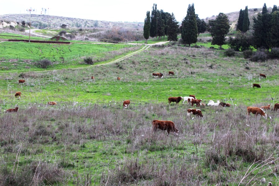 רמת מנשה