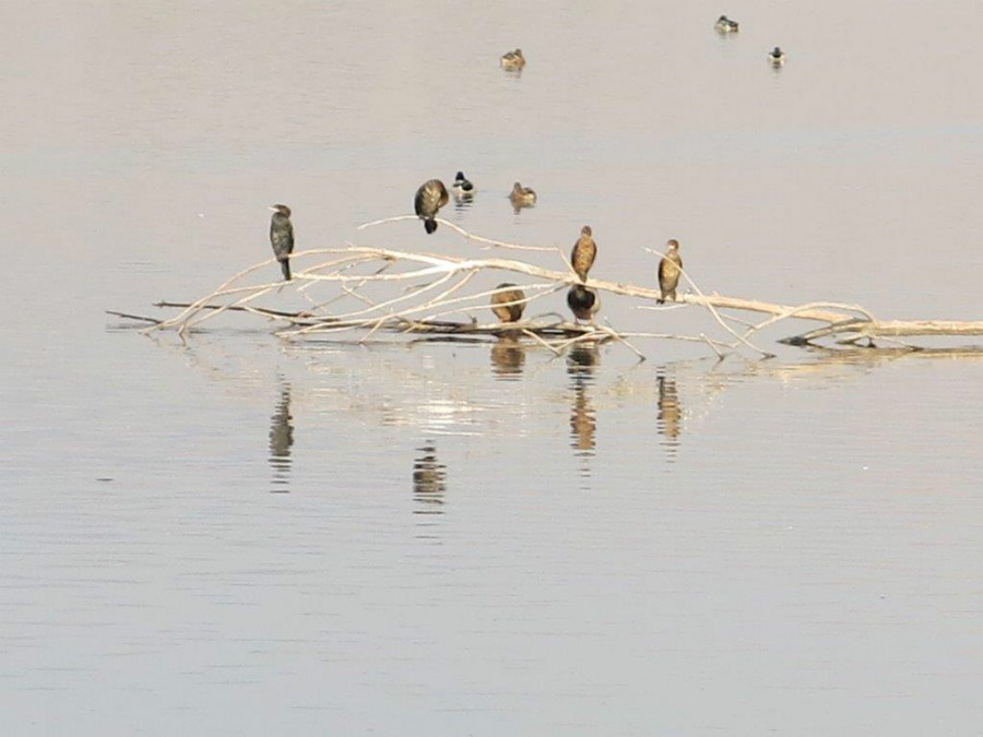 קורמורנים באגמון