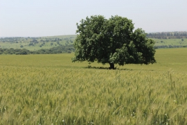 IMG_3198 עץ אלון בתוך שדה של דליה 2019