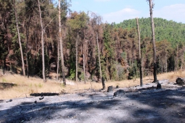 שריפה ביערות מנשה
